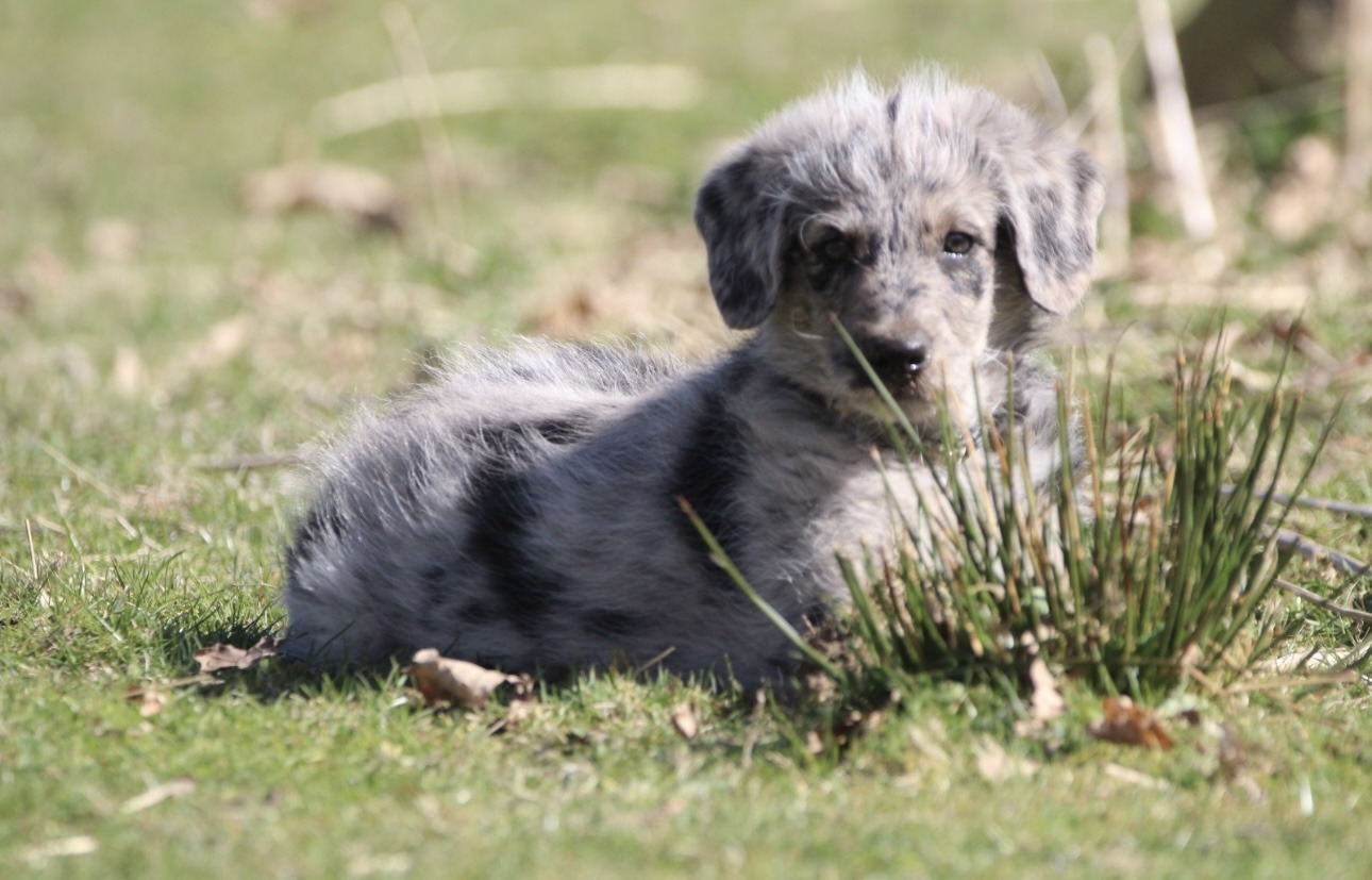doodle shepadoodle welpe welpen doodle shepadoodle welpe welpen