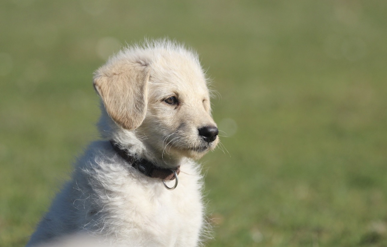 doodle shepadoodle welpe welpen doodle shepadoodle welpe welpen